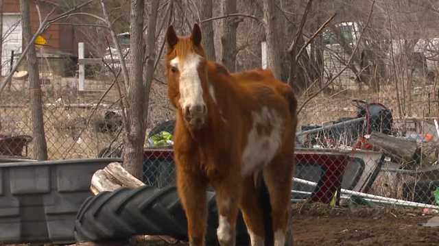 Horse, donkey welfare investigated in Dallas County - Vimarsana News