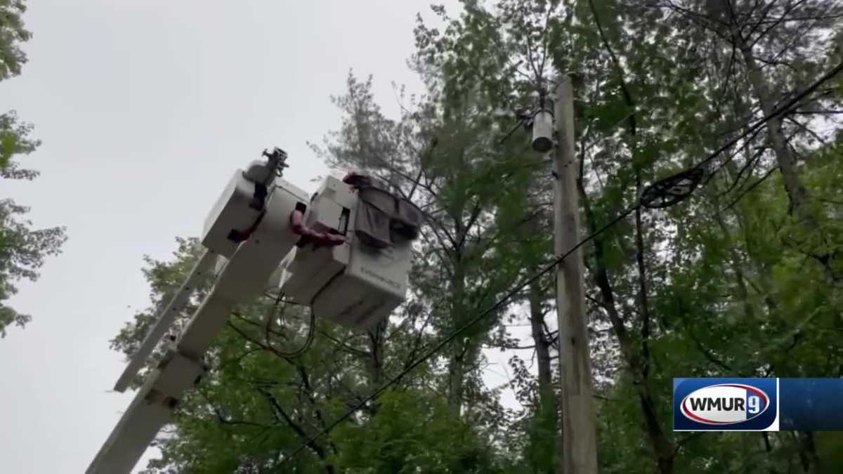 Trees Weakened By Drought Invasive Insects Pose Safety Risks