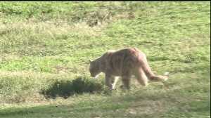 Pets vanishing without a trace in Metairie