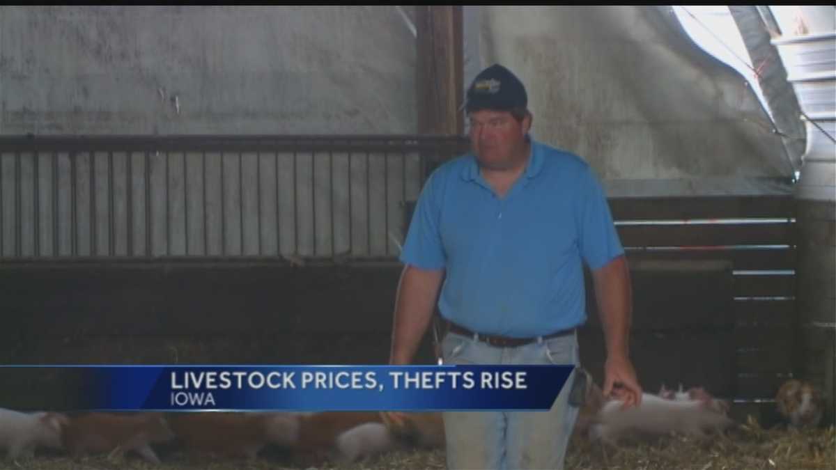 Increase in theft of Iowa livestock
