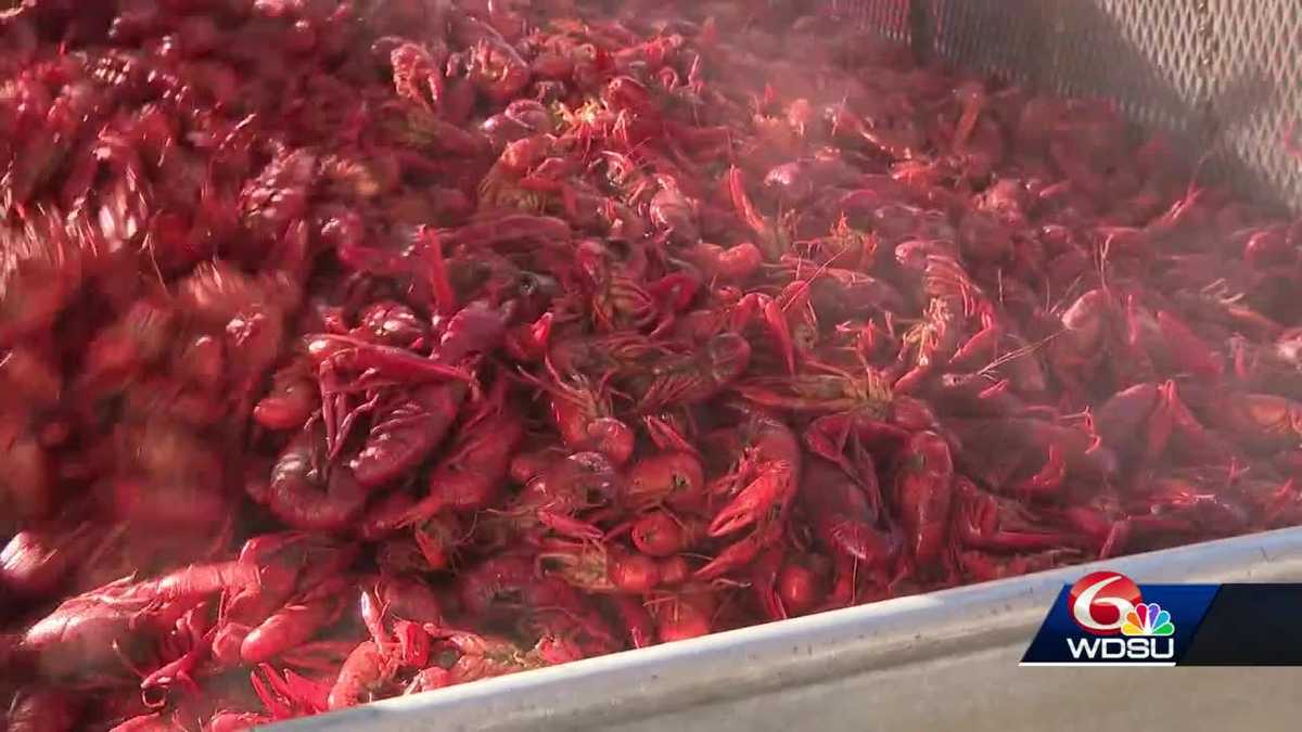 Here's what you should know for the annual Louisiana Crawfish Festival