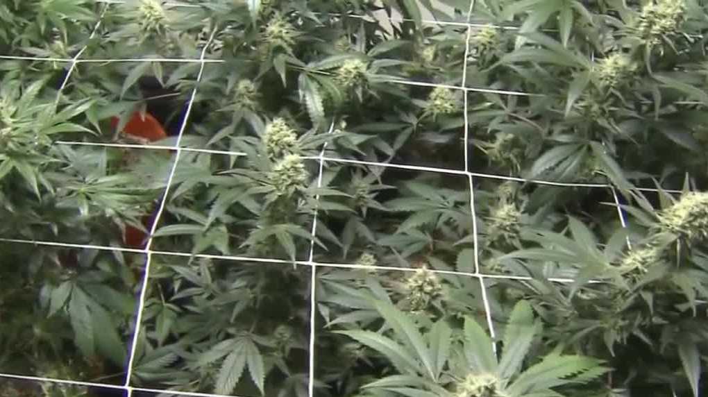 What the federal marijuana reclassification means for Nebraskans