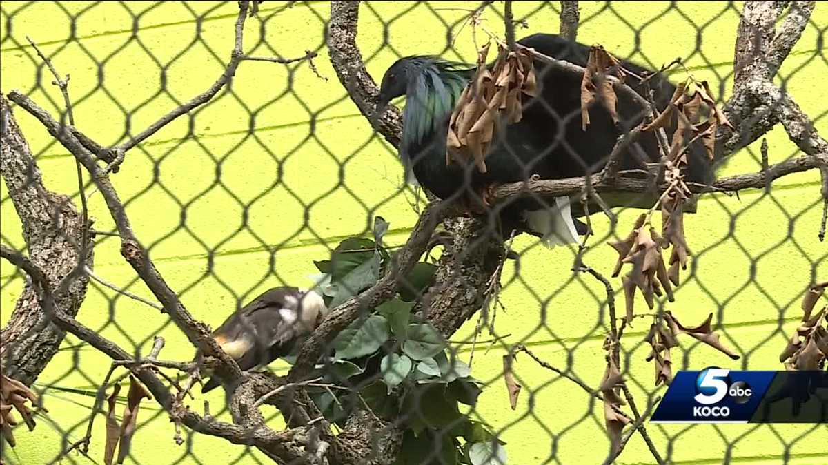 OKC Zoo birds moved behind the scenes