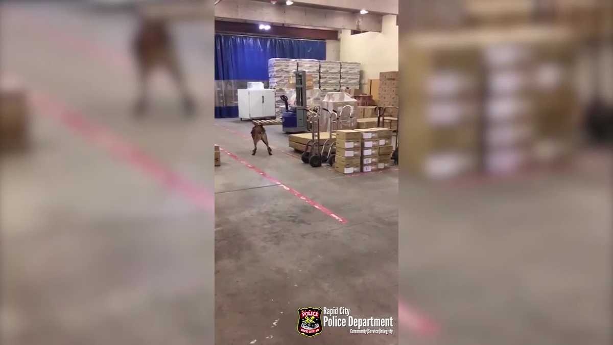 Too cute This police dog isn't the biggest fan of his new snow boots