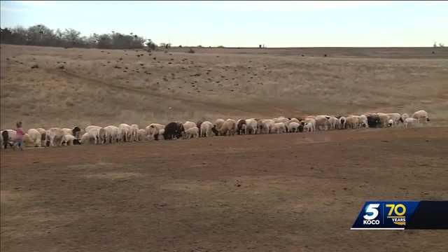 First-generation farmers help sustain Oklahoma's ag industry - Vimarsana News