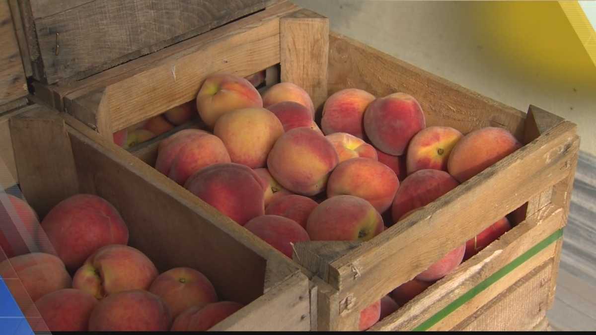 Chambersburg peaches are back