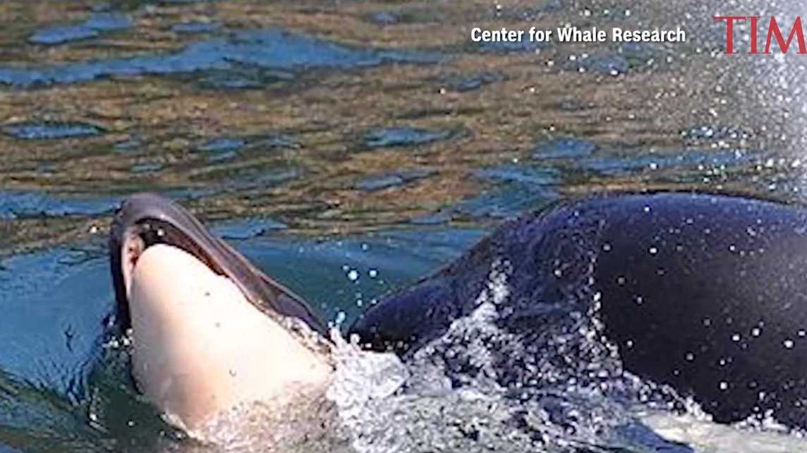 A killer whale who grieved her dead calf for 17 days is a mother again