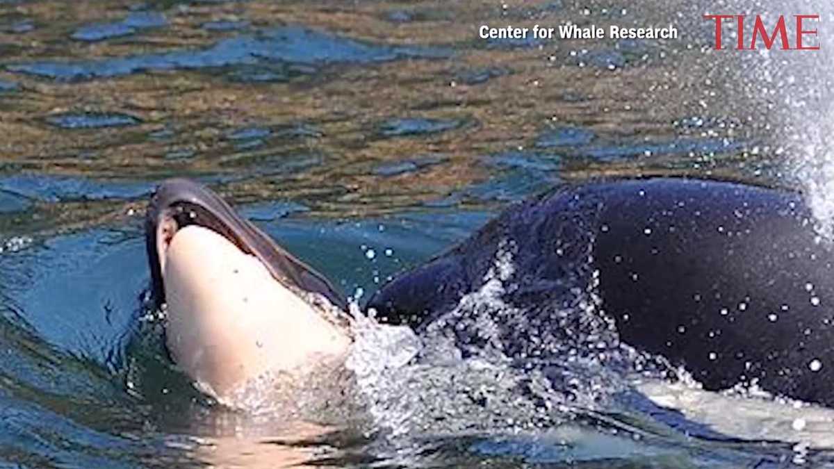 Grieving orca still swimming with her dead calf in Northwest