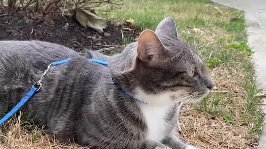 Consumer Reports: Give your pet a flea-free summer