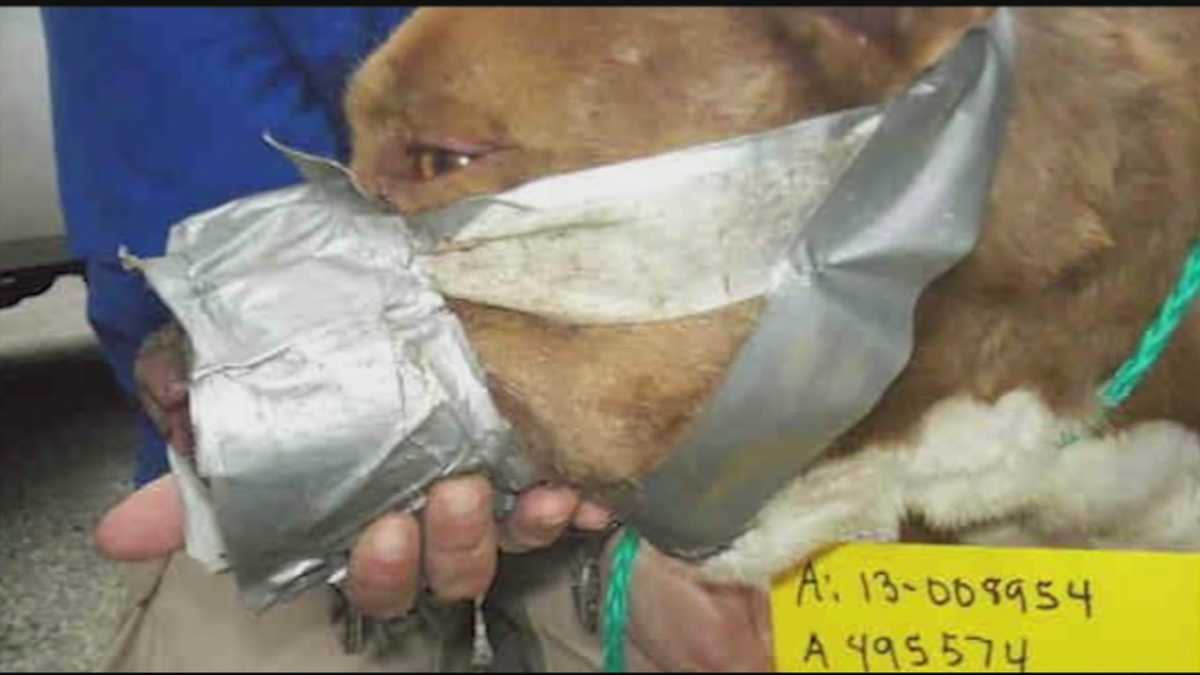 Advocates against dog fighting push for stricter laws in Kentucky