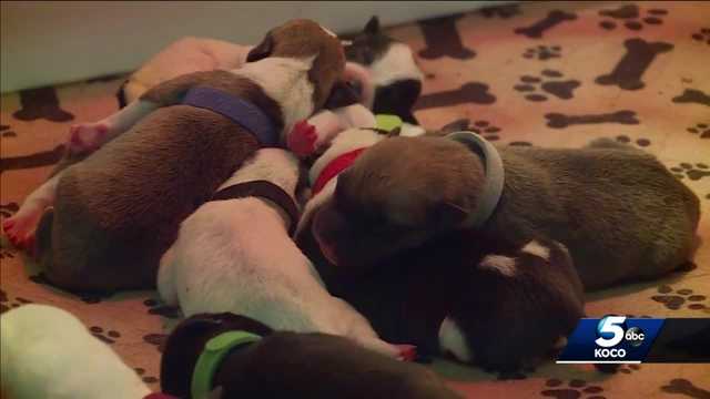 Oklahoma animal shelter needs fosters for hundreds of dogs - Vimarsana News