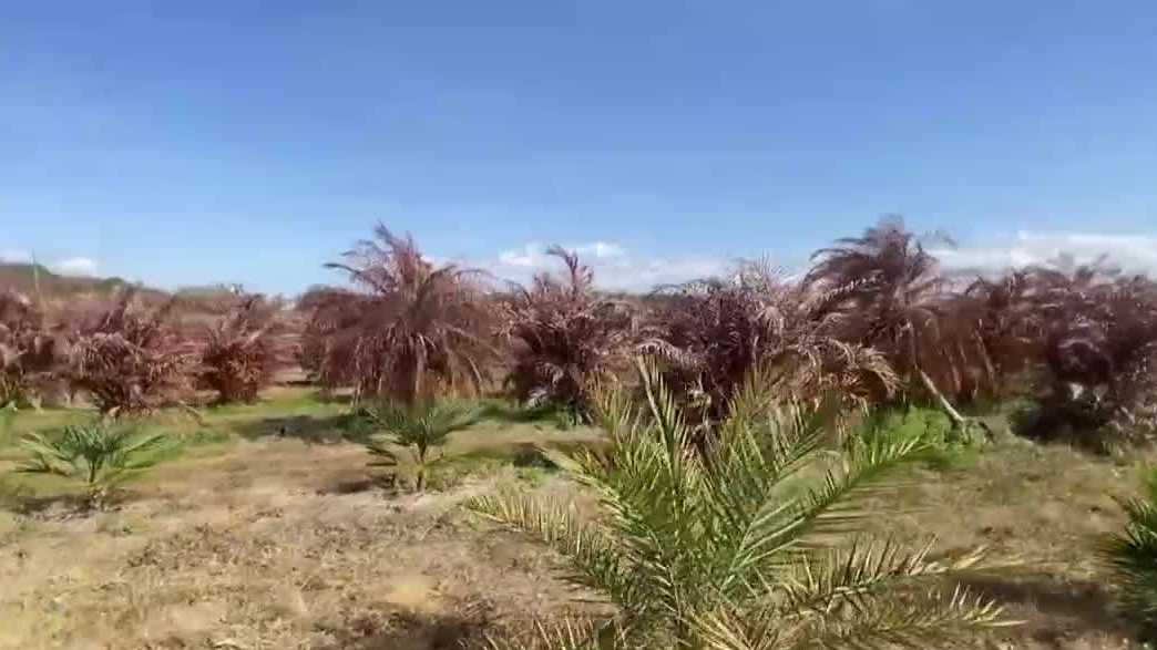 South Florida farmers face catastrophic losses from historic freeze