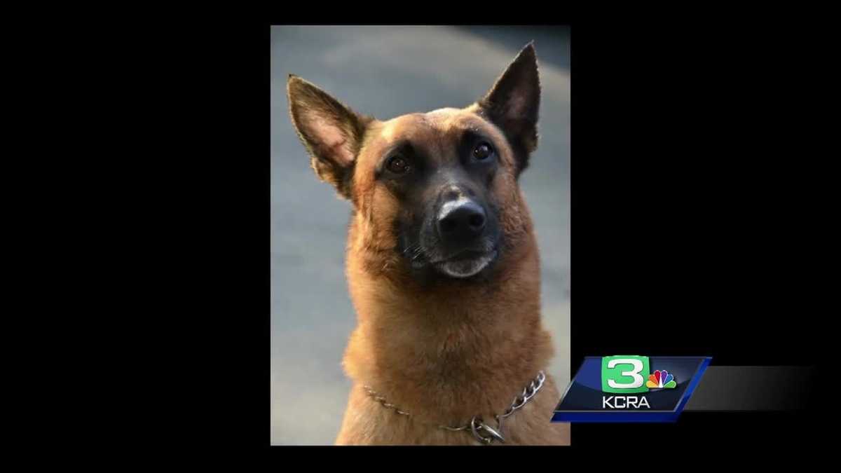 K9 officer remembered by Twin Rivers PD