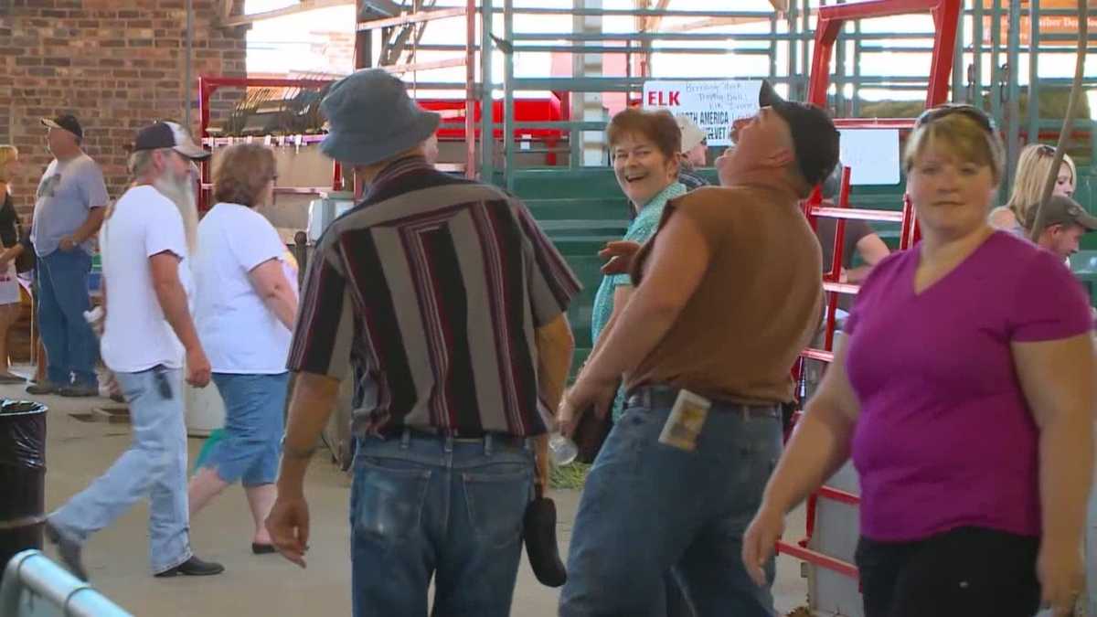 Expect surprises inside Iowa State Fair cattle barns