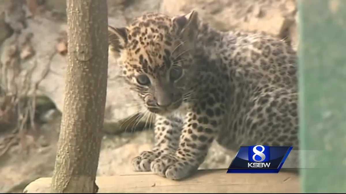 Animal Stories with Dan Green: Asian Leopard Cub