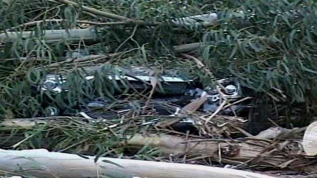 Woman sues state after tree falls on her car