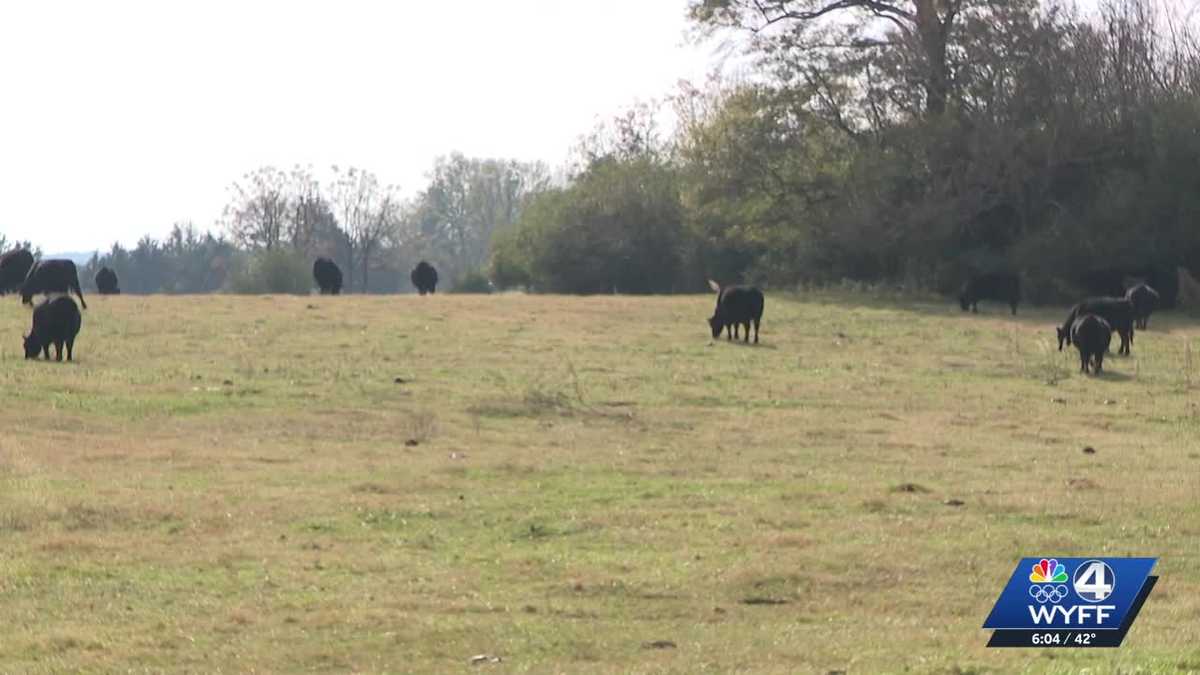 Farm-to-table frustrations: Cattle farmers face industry challenges into 2026