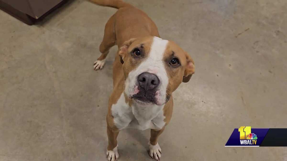 Meet Dutchess at the Humane Society of Harford County