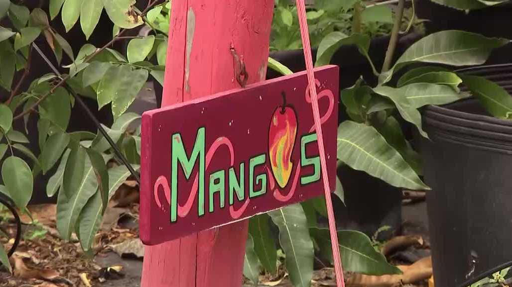 Cold snap raises concerns for mango growers in Southwest Florida