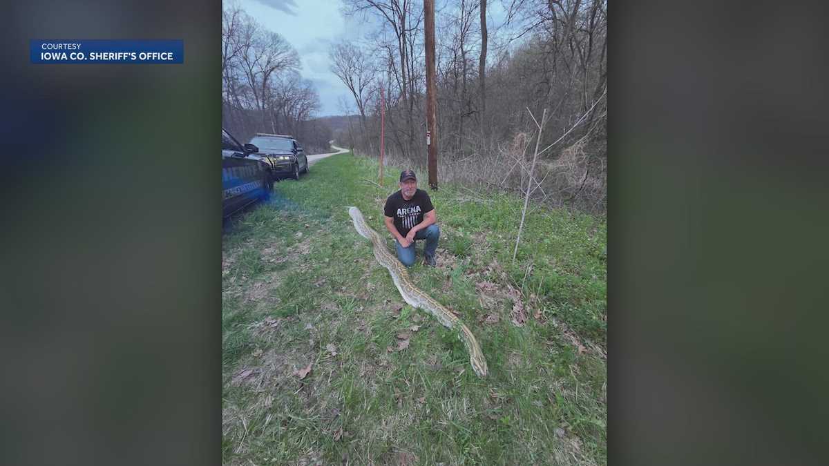 Massive dead snake found along side of a Wisconsin highway. It's not native to the area.