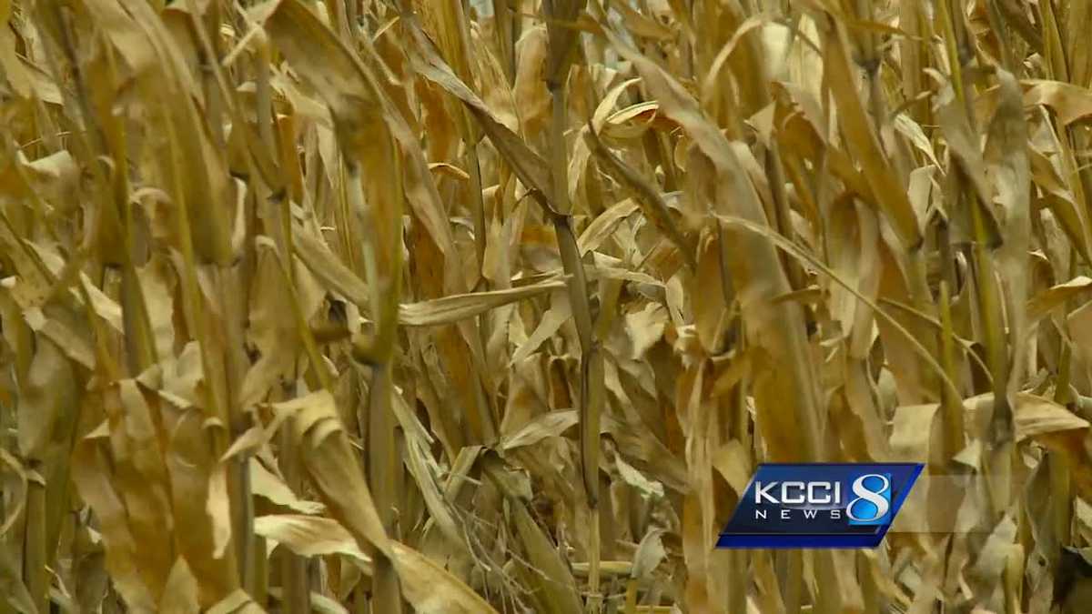 Corn Stalks To Cash Dot Offers Standing Snow Fence Program
