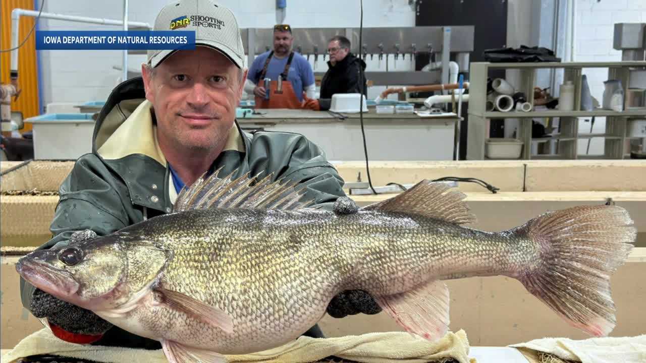 Iowa crews collect over 107 million walleye eggs to support population