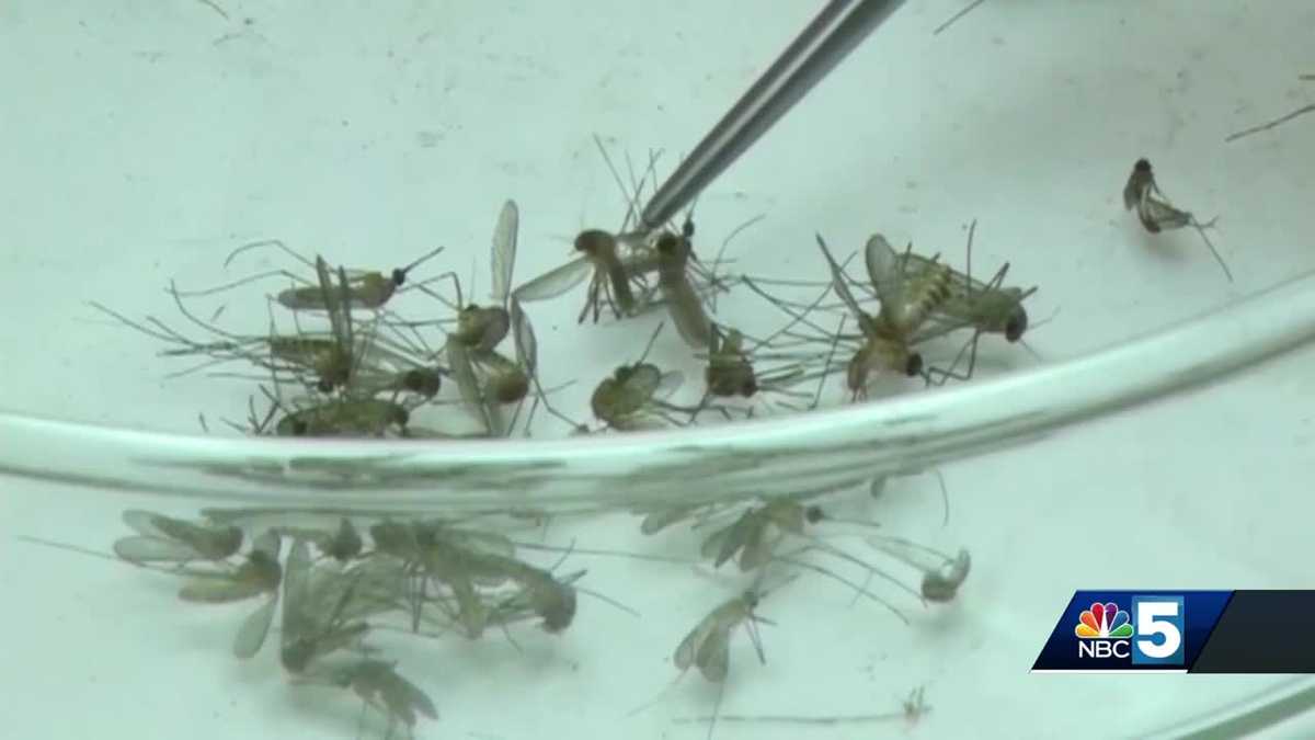 West Nile virus detected in VT mosquitoes; flood water could impact ...