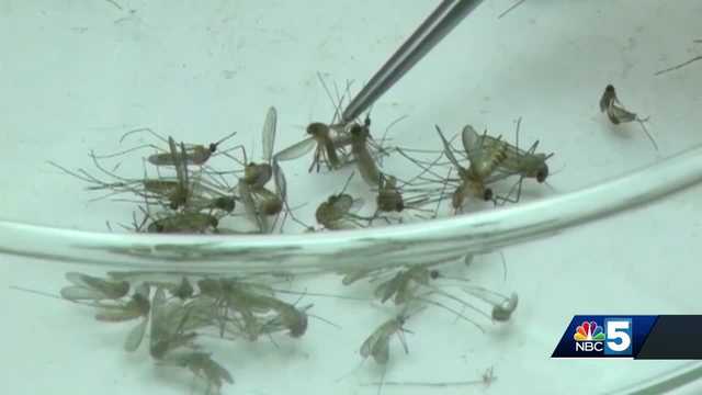West Nile virus detected in VT mosquitoes; flood water could impact later populations - Vimarsana News