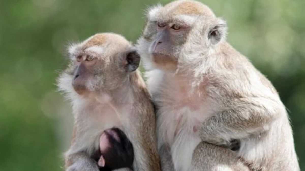 Missing Monkey Watch: 24 more primates recovered in South Carolina - WJCL