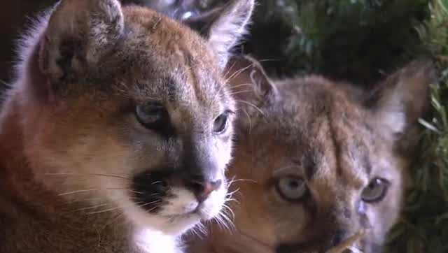 Rescued Santa Cruz County mountain lions continue to thrive at Oakland Zoo - Vimarsana News