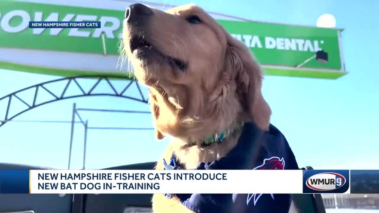 New Hampshire Fisher Cats Introduces New Bat Puppy   1aa2963d Cbcd 4d10 9f4a 35af6b9756a0 Image 