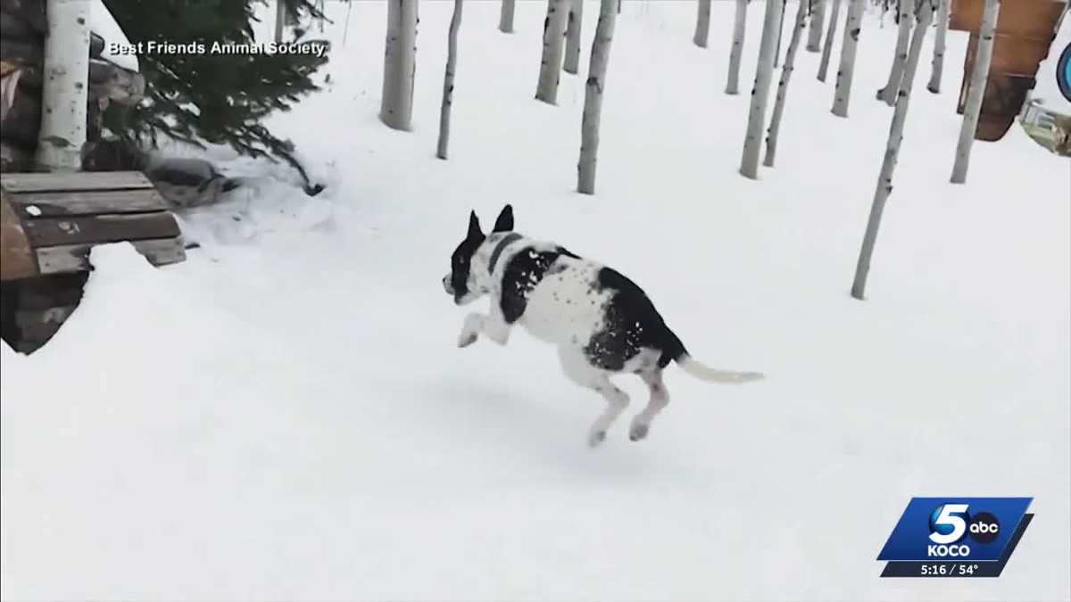 Oklahoma vets advise pet owners on winter storm precautions