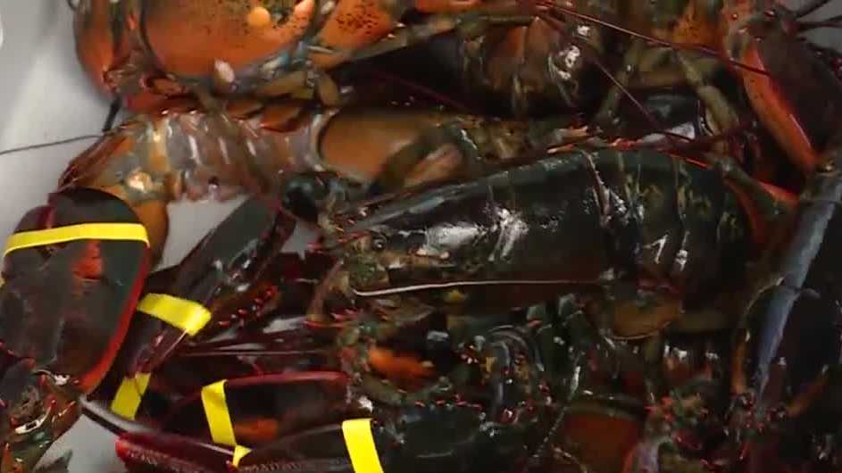 Decrease in Maine lobster catches this season raises concerns