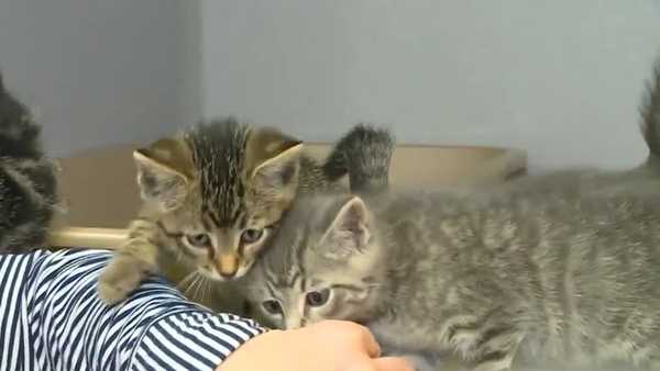 water damage threatens funding for special needs animal shelter