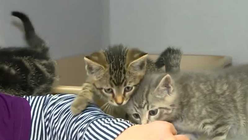 Animal Lifeline of Iowa asks for help after water damages thrift shop