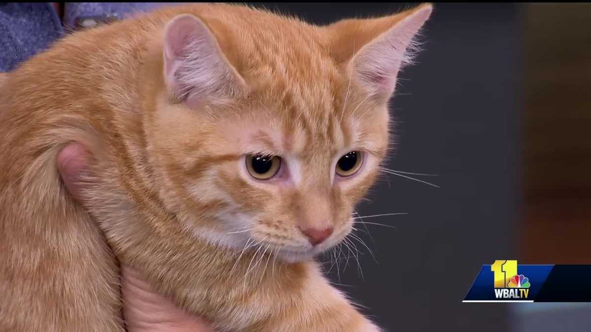Cat with leukemia needs a loving home - Leukemia In Kittens And Special Needs