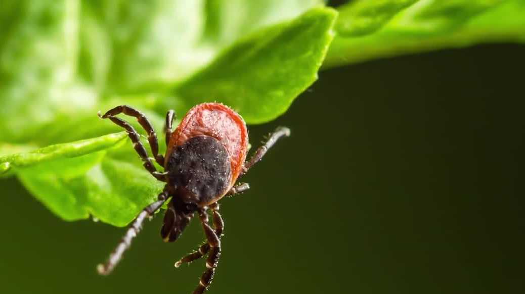 Early start to tick season in Wisconsin