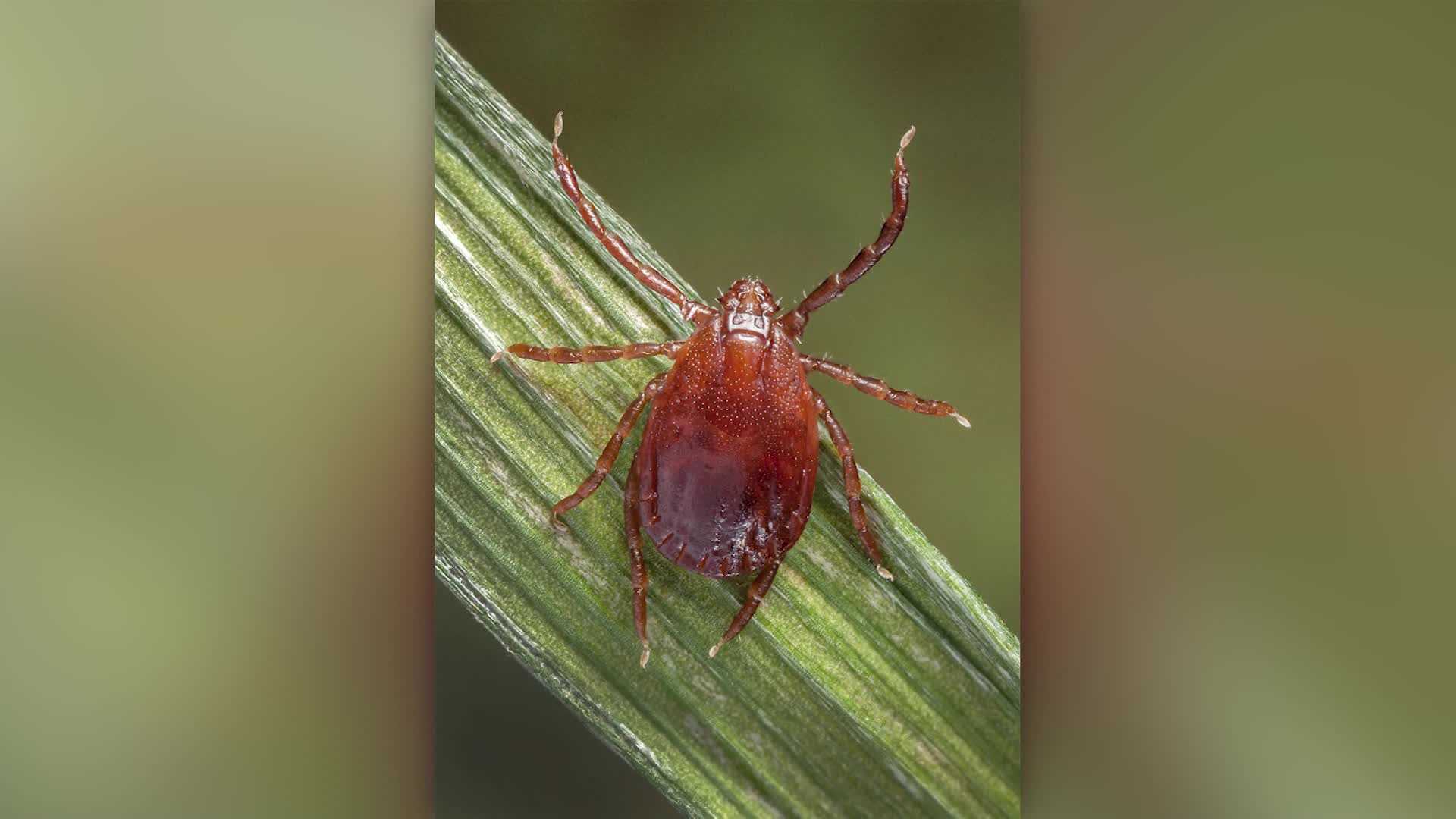 CDC Warns Of An Invasive Tick Species Spreading Across The US   Thumb 1920x1080 00001 1700097969 47470 