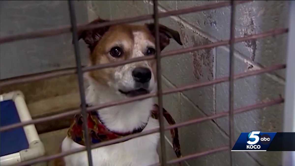 OKC Animal Welfare waives adoption fees, encourages fostering