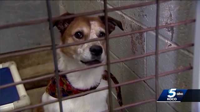 OKC Animal Welfare waives adoption fees, encourages fostering - Vimarsana News