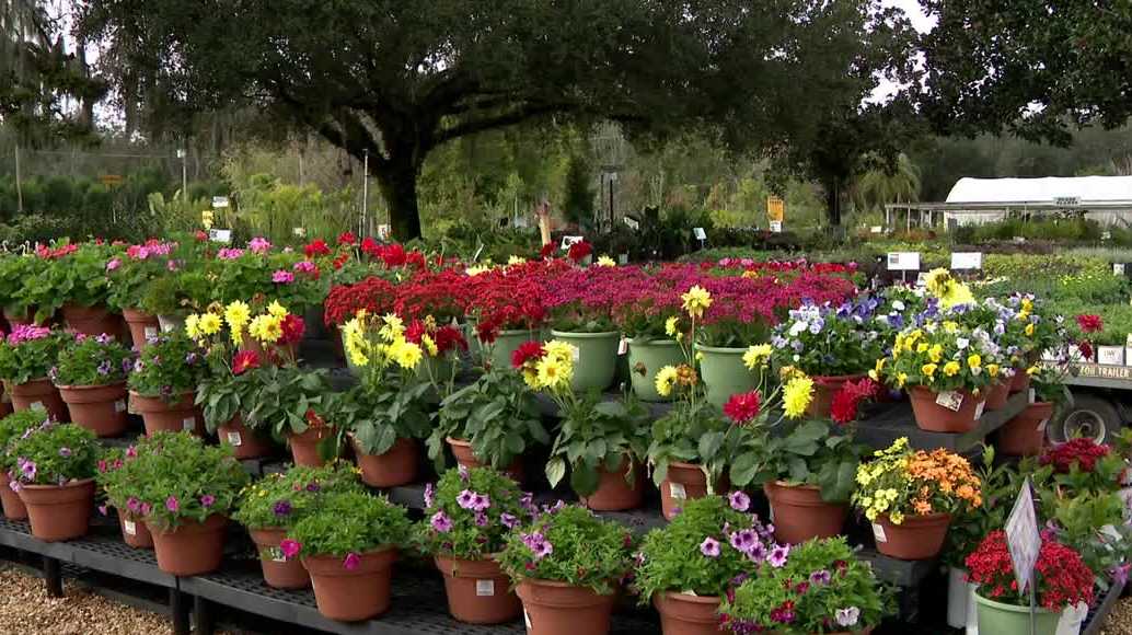 Protecting plants and pools during Florida's cold snaps