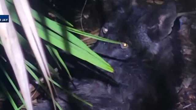 Coyote sightings on the rise in Port St. Lucie - Vimarsana News