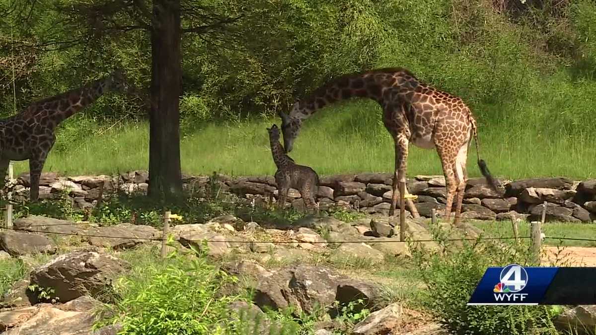 Greenville zoo welcomes baby giraffe, seeks funding to breed more