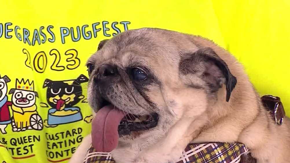 Bluegrass Pug Fest celebrating pugs and raising funds for rescues at