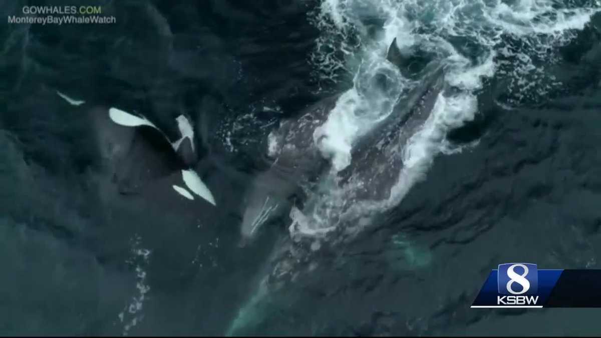 Hour long orca attack on gray whale caught on camera