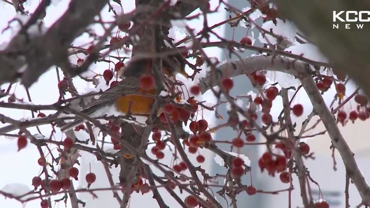 WATCH Robins in the Iowa snow
