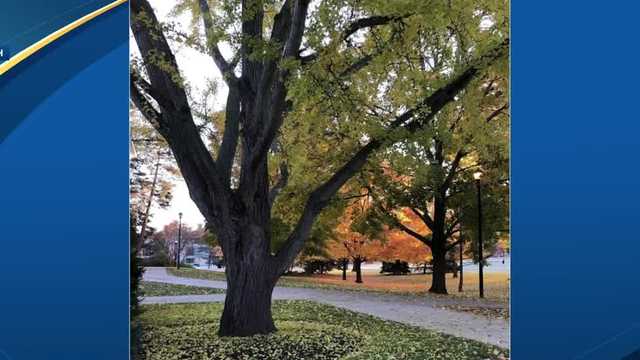 University of New Hampshire tree evidence of changing climate - Vimarsana News
