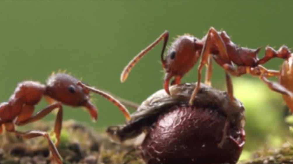 An invasive ant species is spreading across multiple U.S. states