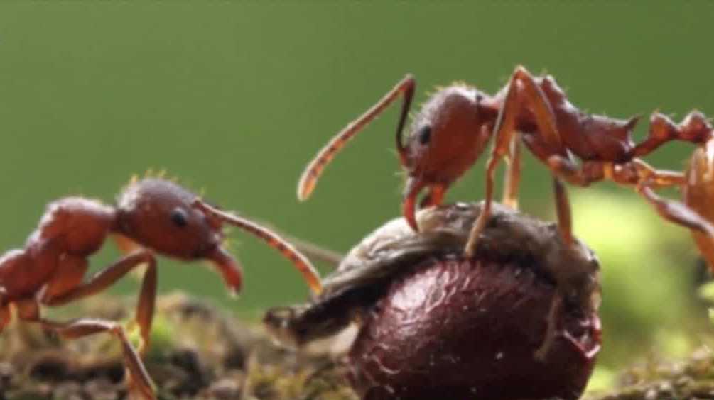 An invasive ant species is spreading across multiple U.S. states