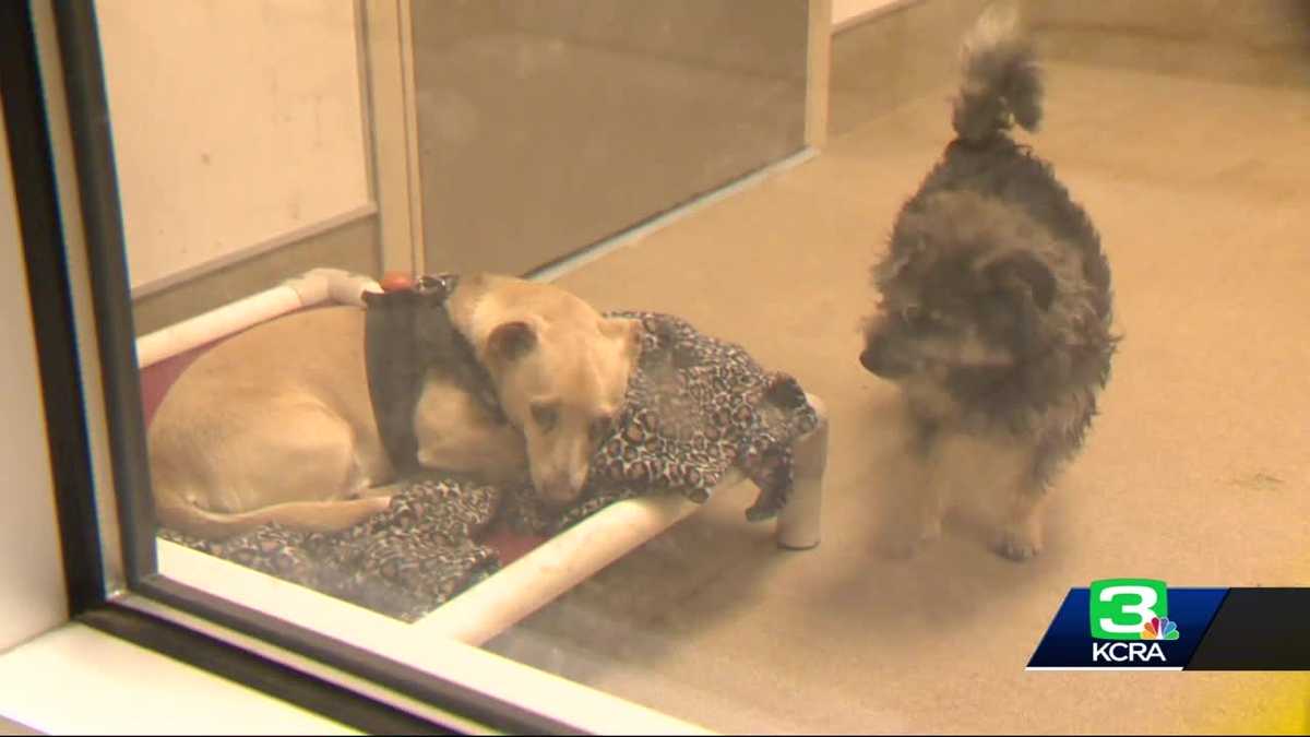 Sacramento County animal shelter is overflowing with dogs